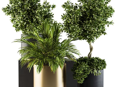 Lush Leafy Bonsai Potted Plants In Golden And Black Containers Arranged Together 3d model
