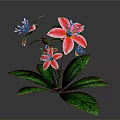 Stunning Red And White Lilies With Green Leaves And Multiple Fresh Blooms