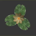 Beautiful Yellow Water Lily Plant with Three Green Lotus Leaves on Gray Background