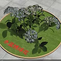 Blue Hydrangea Flowers With Green Leaves In Circular Tray On Tile Surface