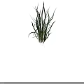 Vibrant Green Grass With Long Fresh Leaves On Dark Background