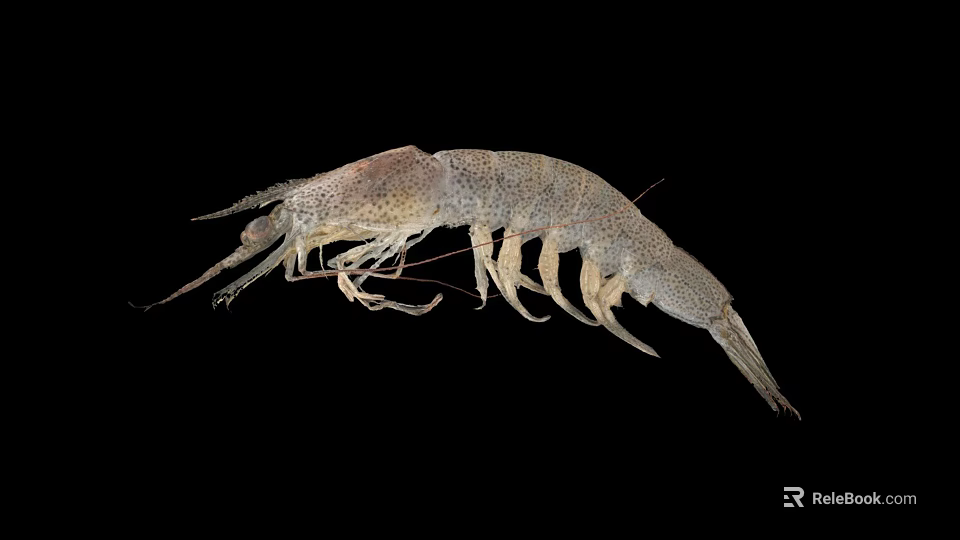 Aquatic Animal Shrimp With Long Antennae Multiple Legs Grayish Brown Spotted Body On Black Background 3d model 