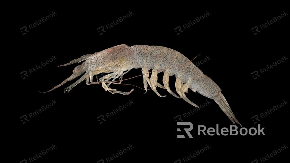 Modern lobster cheese shrimp model