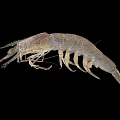 Aquatic Animal Shrimp With Long Antennae Multiple Legs Grayish Brown Spotted Body On Black Background