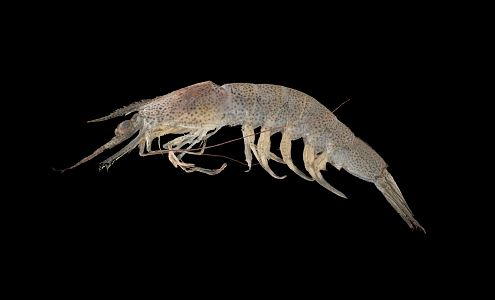 Modern lobster cheese shrimp 3d model