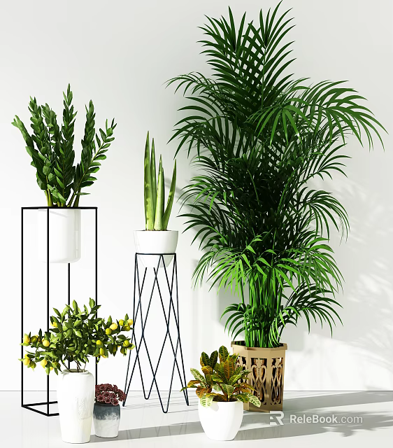 Indoor Potted Plants Display With Various Green Foliage And Stylish Planters 3d model 