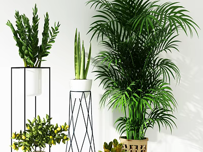 Indoor Potted Plants Display With Various Green Foliage And Stylish Planters 3d model