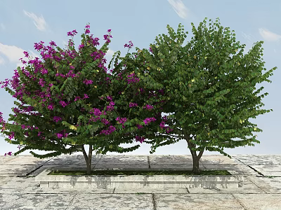 Arbor Trees With Purple Flowers And Green Leaves Against Blue Sky On Stone Pavement 3d model