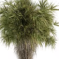 Palm Trees With Tall Trunks And Green Fronds In Natural Landscape