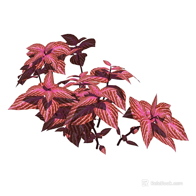 Vibrant Red and Pink Striped Foliage of Ornamental Garden Plants 3d model 