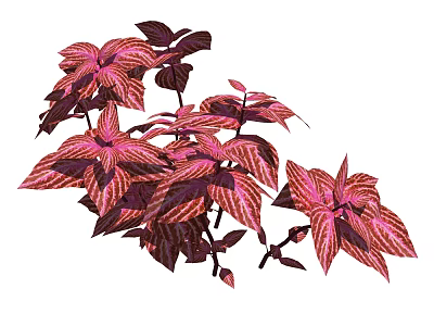 Vibrant Red and Pink Striped Foliage of Ornamental Garden Plants 3d model
