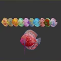 Red Discus Fish With White Spots And Colorful Circular Objects In Background