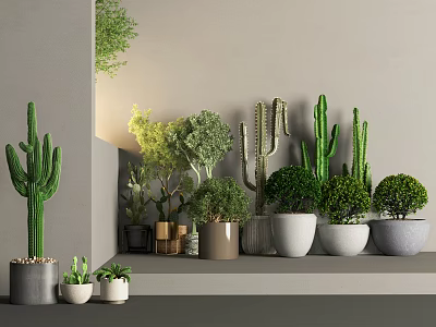 Decorative Potted Bonsai and Succulent Plants on Shelf with Various Pots 3d model