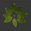Fresh Vibrant Green Leafy Plant With Multiple Leaves On Dark Background