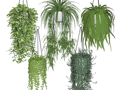 Lush Hanging Basket Plants with Trailing Greenery for Stylish Indoor Home Decor Ideas 3d model