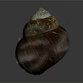 Conch Shell With Brown Exterior And Iridescent Blue White Top Natural Texture