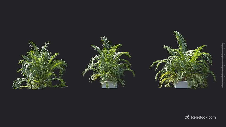 Three Green Leafy Plants in White Pots Against Black Background 3d model 