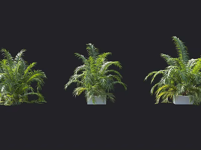 Three Green Leafy Plants in White Pots Against Black Background 3d model