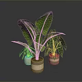 Indoor Decorative Plants With Large Green Leaves And Variegated Foliage In Ceramic Pots