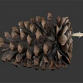 Natural Pine Cone Close Up Shot With Detailed Brown Textured Scales