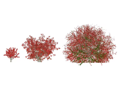 Red And Green Foliage Shrubs In Three Different Sizes For Garden Landscaping 3d model