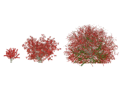 Modern Shrub Flame Euonymus 3d model