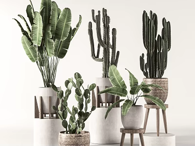 Indoor Decorative Potted Plants With Greenery In Ceramic Woven Pots And Wooden Stands 3d model