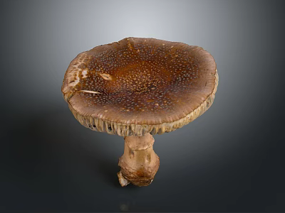 Fresh Edible Mushroom With Brown Spotted Cap Ruffled Edge And Natural Stem 3d model