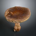 Fresh Edible Mushroom With Brown Spotted Cap Ruffled Edge And Natural Stem