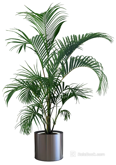 Tall Lush Green Potted Plant With Arching Palm Like Leaves For Home Decor 3d model 