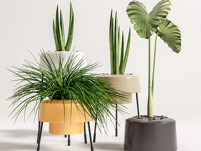 Lush Indoor Decorative Potted Green Plants With Various Leaves And Colored Pots On Stands 3d model