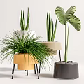 Lush Indoor Decorative Potted Green Plants With Various Leaves And Colored Pots On Stands