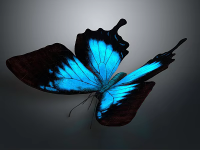 Blue and Black Butterfly with Iridescent Wings on Gray Gradient Background 3d model