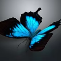 Blue and Black Butterfly with Iridescent Wings on Gray Gradient Background