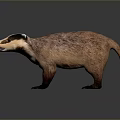 Realistic 3D Badger Model With Brown And White Fur Standing Pose