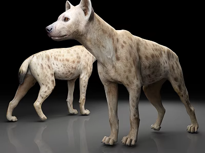 Two Spotted Hyenas Standing On Gray Ground With Black Background 3d model