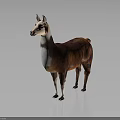 Realistic Brown And White Llama Standing On Gray Background With Detailed Coat