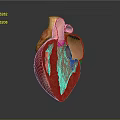 Detailed Human Thoracic Organ Heart Anatomical 3D Model Showing Internal Structure