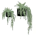 Hanging Bonsai Potted Plants With Cascading Green Foliage In Black Planters