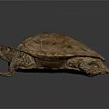 Modern Turtle Cartoon Turtle Snapping Turtle 3d model