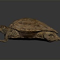 Modern Turtle Cartoon Turtle Snapping Turtle 3d model