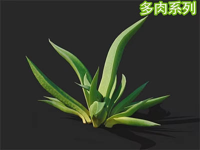 Succulent Plant Series With Green Fleshy Leaves On Black Background 3d model