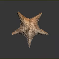 Starfish Marine Creature With Textured Surface And Five Arms On Dark Background 3d model