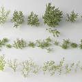 Diverse Shrub Collection with Various Foliage Shapes Sizes and Growth Patterns 3d model