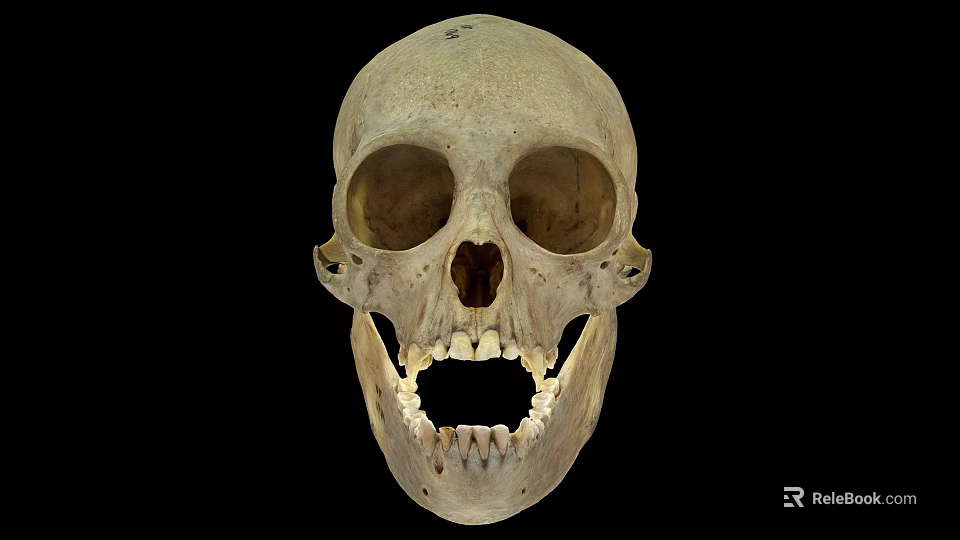 Human Skull Frontal View With Anatomical Bone Details And Visible Teeth 3d model 