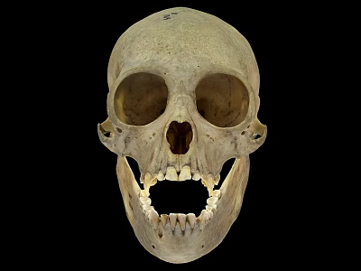 Human Skull Frontal View With Anatomical Bone Details And Visible Teeth 3d model
