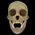 Human Skull Frontal View With Anatomical Bone Details And Visible Teeth 3d model