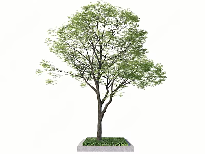 Arbor Tree With Lush Green Leaves Straight Trunk And Square Planter Base With Grass 3d model