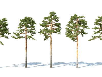 Tall Pine Trees With Straight Trunks And Green Foliage Arranged In A Row 3d model