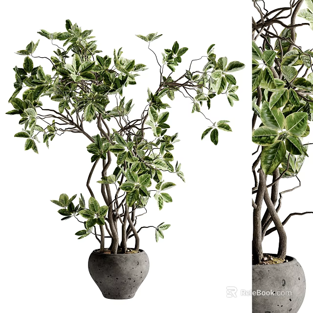 Decorative Indoor Bonsai Tree With Curved Branches Green Leaves And Gray Concrete Pot 3d model 